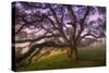 Majestic Wild Oak, Petaluma, California-null-Stretched Canvas
