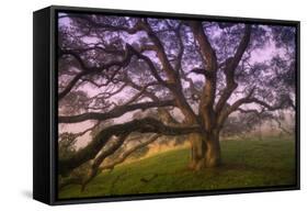 Majestic Wild Oak, Petaluma, California-null-Framed Stretched Canvas