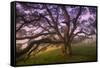 Majestic Wild Oak, Petaluma, California-null-Framed Stretched Canvas