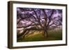 Majestic Wild Oak, Petaluma, California-null-Framed Premium Photographic Print