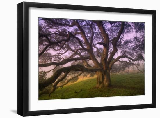 Majestic Wild Oak, Petaluma, California-null-Framed Premium Photographic Print