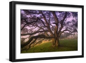 Majestic Wild Oak, Petaluma, California-null-Framed Premium Photographic Print