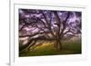 Majestic Wild Oak, Petaluma, California-null-Framed Premium Photographic Print