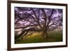 Majestic Wild Oak, Petaluma, California-null-Framed Premium Photographic Print