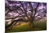 Majestic Wild Oak, Petaluma, California-null-Mounted Premium Photographic Print