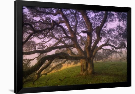 Majestic Wild Oak, Petaluma, California-null-Framed Premium Photographic Print