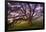 Majestic Wild Oak, Petaluma, California-null-Framed Premium Photographic Print