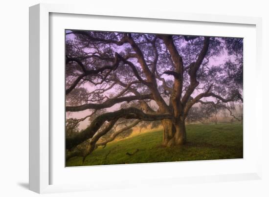 Majestic Wild Oak, Petaluma, California-null-Framed Photographic Print