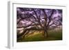 Majestic Wild Oak, Petaluma, California-null-Framed Photographic Print