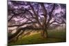 Majestic Wild Oak, Petaluma, California-null-Mounted Photographic Print