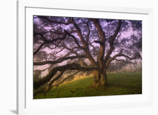 Majestic Wild Oak, Petaluma, California-null-Framed Photographic Print