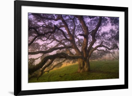 Majestic Wild Oak, Petaluma, California-null-Framed Photographic Print