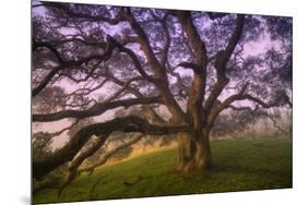 Majestic Wild Oak, Petaluma, California-null-Mounted Photographic Print