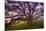 Majestic Wild Oak, Petaluma, California-null-Mounted Photographic Print