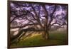 Majestic Wild Oak, Petaluma, California-null-Framed Photographic Print