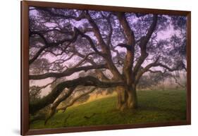 Majestic Wild Oak, Petaluma, California-null-Framed Photographic Print