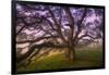 Majestic Wild Oak, Petaluma, California-null-Framed Photographic Print