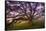 Majestic Wild Oak, Petaluma, California-null-Framed Stretched Canvas