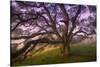 Majestic Wild Oak, Petaluma, California-null-Stretched Canvas