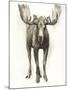 Majestic Wildlife I-Grace Popp-Mounted Art Print