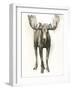 Majestic Wildlife I-Grace Popp-Framed Art Print