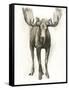 Majestic Wildlife I-Grace Popp-Framed Stretched Canvas