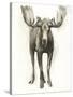 Majestic Wildlife I-Grace Popp-Stretched Canvas