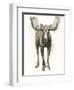 Majestic Wildlife I-Grace Popp-Framed Art Print