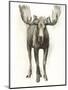 Majestic Wildlife I-Grace Popp-Mounted Art Print