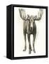 Majestic Wildlife I-Grace Popp-Framed Stretched Canvas