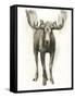 Majestic Wildlife I-Grace Popp-Framed Stretched Canvas