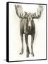 Majestic Wildlife I-Grace Popp-Framed Stretched Canvas