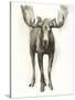 Majestic Wildlife I-Grace Popp-Stretched Canvas