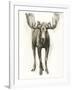 Majestic Wildlife I-Grace Popp-Framed Art Print