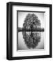 Majestic Willow-null-Framed Art Print