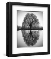 Majestic Willow-null-Framed Art Print