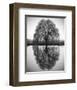 Majestic Willow-null-Framed Art Print