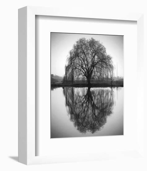 Majestic Willow-null-Framed Art Print