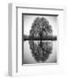 Majestic Willow-null-Framed Art Print