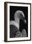 Majestic-Jimmy Hoffman-Framed Giclee Print