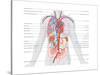 Major Arteries and Veins-Encyclopaedia Britannica-Stretched Canvas