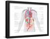 Major Arteries and Veins-Encyclopaedia Britannica-Framed Poster