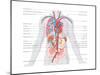 Major Arteries and Veins-Encyclopaedia Britannica-Mounted Poster