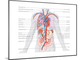 Major Arteries and Veins-Encyclopaedia Britannica-Mounted Poster