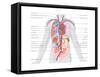 Major Arteries and Veins-Encyclopaedia Britannica-Framed Stretched Canvas