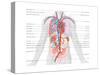 Major Arteries and Veins-Encyclopaedia Britannica-Stretched Canvas