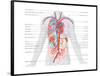 Major Arteries and Veins-Encyclopaedia Britannica-Framed Poster