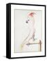 Major Mitchell's Cockatoo-Nicolas Robert-Framed Stretched Canvas