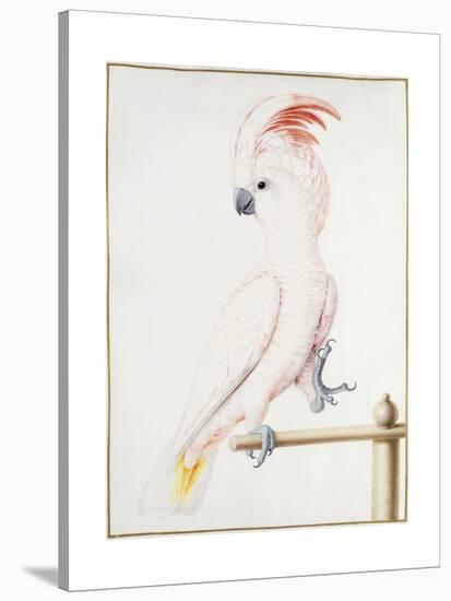 Major Mitchell's Cockatoo-Nicolas Robert-Stretched Canvas