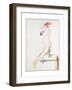 Major Mitchell's Cockatoo-Nicolas Robert-Framed Giclee Print